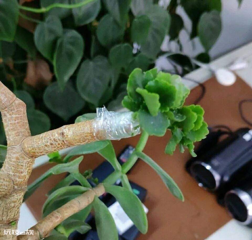 玉树可以嫁接哪些花卉易成活(玉树长寿花嫁接正合适)-图片2